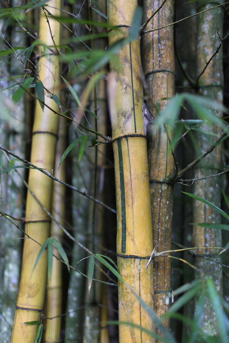 bamboo-2017